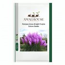 Pampas Grass Bright Purple Colors - 100 PCS Seeds