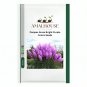 Pampas Grass Bright Purple Colors - 100 PCS Seeds