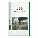 Pampas Grass Patio and Garden Potted Ornamental Plants New Flowers - 100 PCS Seeds