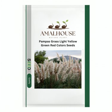 Pampas Grass Light Yellow Green Red Colors - 500 PCS Seeds