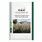 Pampas Grass Light Yellow Green Red Colors - 500 PCS Seeds