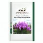 Pampas Grass Purplish Red Ornamental Plants - 300 PCS Seeds