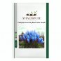 Pampas Grass Sky Blue Color - 500 PCS Seeds
