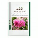 Peony Flower Bonsai Garden and Potted Plants Paeonia Suffruticosa Tree - 10 PCS Seeds