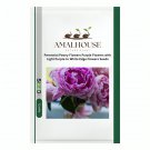 Perennial Peony Flowers Purple Flowers with Light Purple to White Edge Flowers - 20 PCS Seeds