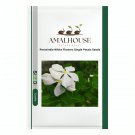Periwinkle White Flowers Single Petals - 100 PCS Seeds