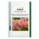Peruvian Lily Alstroemeria Water Pink Flowers with Brown Stripes - 100 PCS Seeds