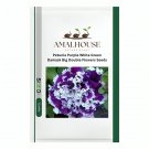 Petunia Purple White Green Damask Big Double Flowers - 100 PCS Seeds