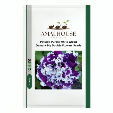 Petunia Purple White Green Damask Big Double Flowers - 100 PCS Seeds