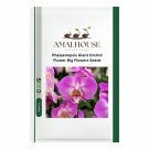 Phalaenopsis Giant Orchid Flower Big Flowers - 100 PCS Seeds