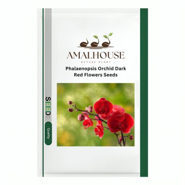 Phalaenopsis Orchid Dark Red Flowers - 100 PCS Seeds