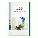 Phalaenopsis Orchid Phalaenopsis Flower Sky Blue Flowers with Black Spots - 100 PCS Seeds