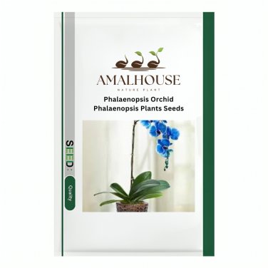 Phalaenopsis Orchid Phalaenopsis Plants - 100 PCS Seeds