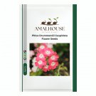 Phlox Drummondii Cuspidata Flower - 100 PCS Seeds