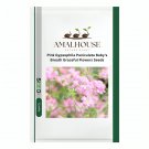 Pink Gypsophila Paniculata Baby's Breath Graceful Flowers - 100 PCS Seeds