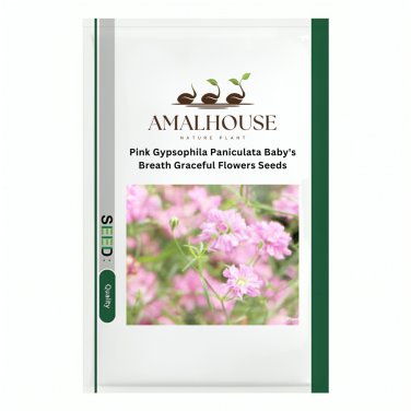 Pink Gypsophila Paniculata Baby's Breath Graceful Flowers - 100 PCS Seeds