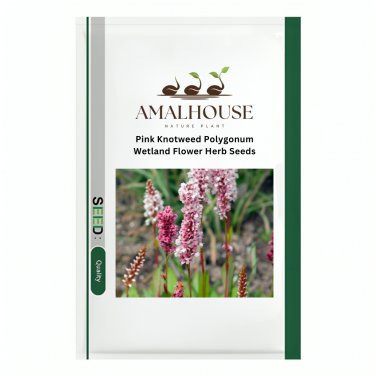 Pink Knotweed Polygonum Wetland Flower Herb - 100 PCS Seeds