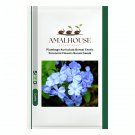 Plumbago Auriculata Bonsai Exotic Perennial Flowers Bonsai - 100 PCS Seeds