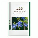 Plumbago Auriculata Bonsai Exotic Perennial Flowers Bonsai - 100 PCS Seeds