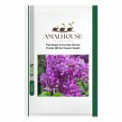 Plumbago Auriculata Bonsai Purple White Flowers - 100 PCS Seeds
