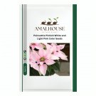 Poinsettia Pinkish White and Light Pink Color - 100 PCS Seeds