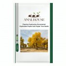 Populus Euphratica Ornamental Euphrates Poplar Salt Poplar Tree - 50 PCS Seeds