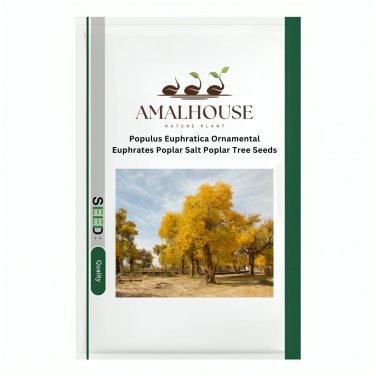 Populus Euphratica Ornamental Euphrates Poplar Salt Poplar Tree - 50 PCS Seeds