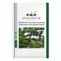 Potted Pine Tree Pinus Thunbergii Podocarpus macrophyllus - 20 PCS Seeds