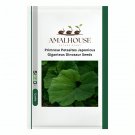Primrose Petasites Japonicus Giganteus Dinosaur - 5 PCS Seeds