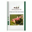 Protea Cynaroides Hybrid - 2 PCS Seeds
