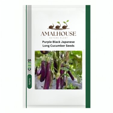 Purple Black Japanese Long Cucumber - 20 PCS Seeds