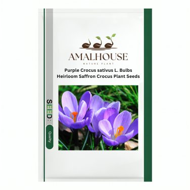 Purple Crocus sativus L. Bulbs Heirloom Saffron Crocus Plant - 5 PCS Seeds