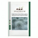 Purple Fescue Grass Festuca glauca Perennial Hardy Ornamental - 300 PCS Seeds