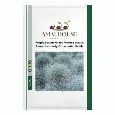 Purple Fescue Grass Festuca glauca Perennial Hardy Ornamental - 300 PCS Seeds