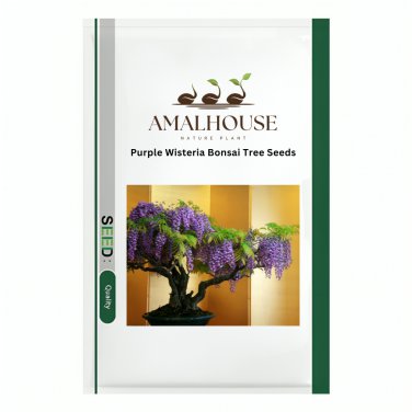 Purple Wisteria Bonsai Tree - 5 PCS Seeds