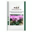 Purplish Red Cyclamen Flower Perennial Flowering Bonsai Plants - 50 PCS Seeds