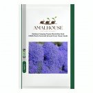 Rainbow Creeping Thyme Plants Blue Rock CRESS Plants Perennial Ground Cover Flower - 200 PCS Seeds