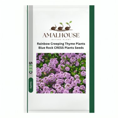 Rainbow Creeping Thyme Plants Blue Rock CRESS Plants - 200 PCS Seeds