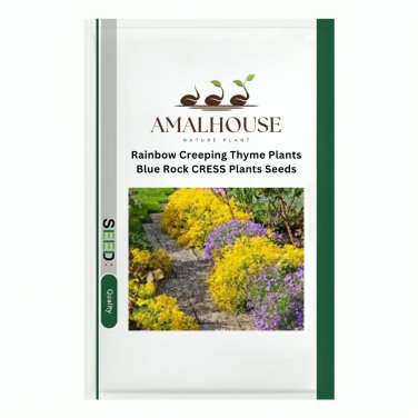 Rainbow Creeping Thyme Plants Blue Rock CRESS Plants - 200 PCS Seeds