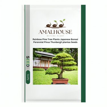 Rainbow Pine Tree Plants Japanese Bonsai Perennial Pinus Thunbergii plantas - 50 PCS Seeds