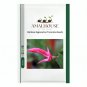 Rainbow Zygocactus Truncatus - 200 PCS Seeds