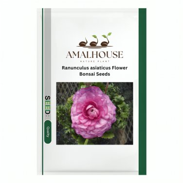 Ranunculus asiaticus Flower Bonsai - 100 PCS Seeds