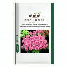 Rare Carnations Bonsai Flowers Bonsai Dianthus Caryophyllus Flowers Bonsai - 200 PCS Seeds