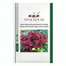Rare Coleus Blumei BonsaI Fire Red Petals with Golden Ege Leaves - 100 PCS Seeds