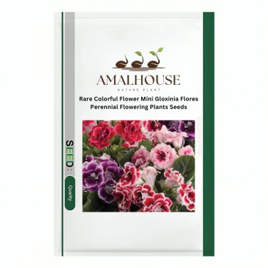Rare Colorful Flower Mini Gloxinia Flores Perennial Flowering Plants - 100 PCS Seeds