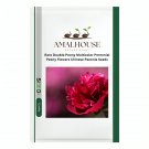 Rare Double Peony Multicolor Perennial Peony Flowers Chinese Paeonia - 20 PCS Seeds