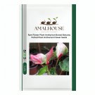 Rare Flower Plant Anthurium Bonsai Balcony Potted Plant Anthurium Flower - 100 PCS Seeds