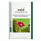 Rare Gloxinia Plant Damask Fresh Red Flowers with White Edge - 50 PCS Seeds