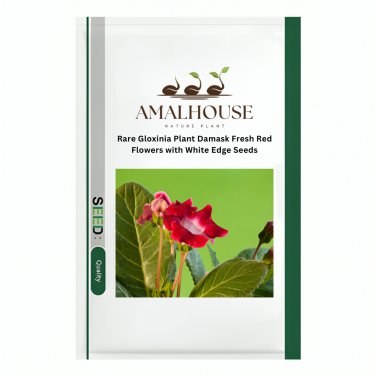 Rare Gloxinia Plant Damask Fresh Red Flowers with White Edge - 50 PCS Seeds
