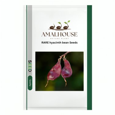 RARE hyacinth bean - 10 PCS Seeds